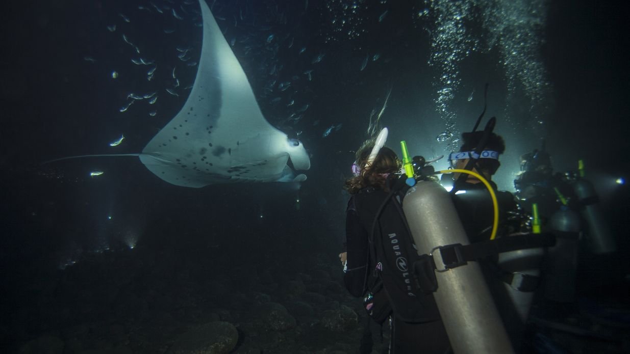 Night Diver - Image 3